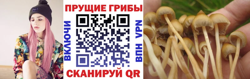 Галлюциногенные грибы Psilocybe Адыгейск